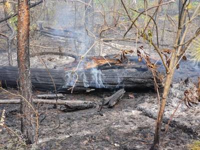 Из-за брошенного окурка загорелся лес в Барышском районе