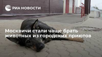 Более двух тысяч животных из городских приютов Москвы обрели новый дом с начала года