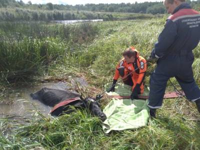 В Никольском спасателям дважды за сутки пришлось вытаскивать беременную корову из реки