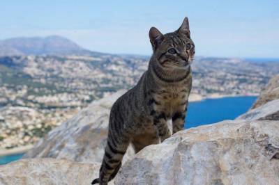 Томба, легендарный кот-альпинист