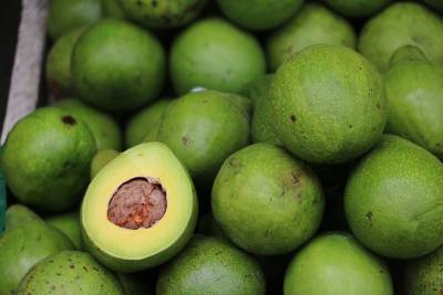 Все бегают за авокадо. Израиль расширяет производство авокадо в Марокко