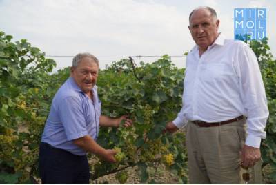 В Дагестане в этом году планируют собрать 200 тысяч тонн винограда