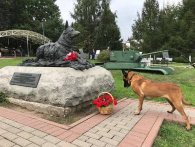 Кинологи Росгвардии показали мастерство и выучку своих питомцев на Дне фронтовой собаки