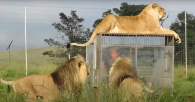 В африканском заповеднике львы приходят посмотреть на людей в клетках (видео)