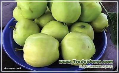Правда ли что зеленые яблоки не вызывают аллергию? - skuke.net