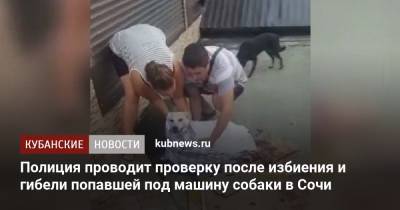 Полиция проводит проверку после избиения и гибели попавшей под машину собаки в Сочи
