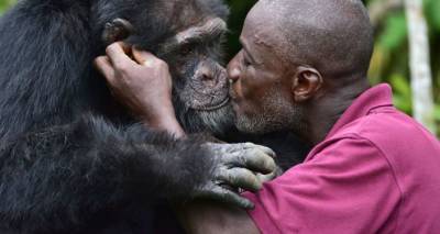 Бельгийке запретили посещать зоопарк из-за романа с шимпанзе