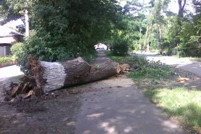 В Каменске-Шахтинском возле пешеходной дорожки упало огромное дерево