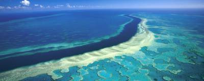 В Австралии обнаружили крупнейший коралл Большого Барьерного рифа возрастом 400 лет
