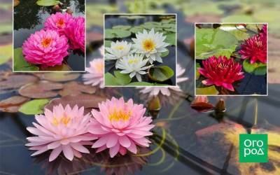Нимфеи в вашем пруду: советы профессионалов по выращиванию водяных лилий