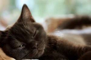 Почему кошки практически все время спят