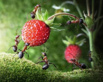 Как бороться с муравьями в саду и огороде?