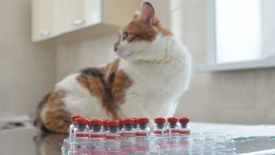 Пятнадцать стран проявили интерес к первой в мире вакцине от коронавируса для животных