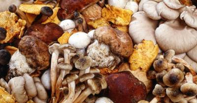 Названы грибы, улучшающие потенцию человека