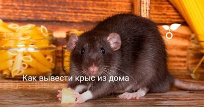 Как вывести крыс из дома