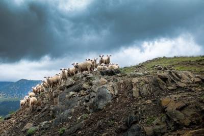 В Грузии одним ударом молнии убило 550 овец