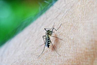 Зоологи перечислили эффективные и быстрые методы борьбы с комарами