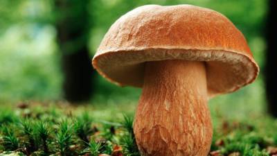 Американские ученые объяснили влияние грибов на сброс лишних килограммов