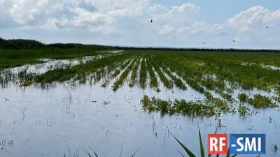 Треть посевов риса Кубани пострадали из-за сильных дождей