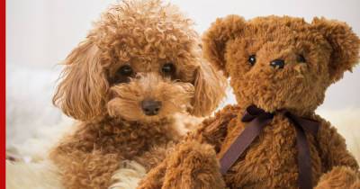 Милые и пушистые: 7 пород собак, похожих на плюшевую игрушку