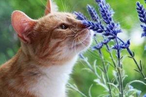 Какие запахи не переносят кошки: подсказки хозяевам