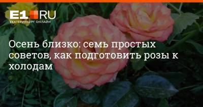 Осень близко: семь простых советов, как подготовить розы к холодам - e1.ru - Екатеринбург