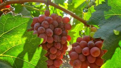 Почему именно в августе надо создать для винограда самые благоприятные условия