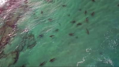Огромное скопление глубоководных акул обнаружено у побережья Тель-Авива