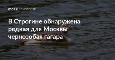В Строгине обнаружена редкая для Москвы чернозобая гагара