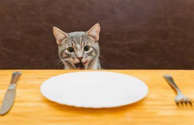 Кот запрыгнул в шкаф на кухне и зубами достал себе пачку корма. Вы такое видели хоть раз? (ВИДЕО)