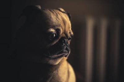 Могут ли собаки переживать перепады настроения?