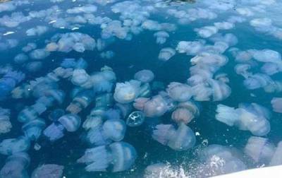 Украинские курорты атаковали медузы: ученый назвал причины нашествия
