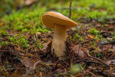 В Смоленской области двух заблудившихся в лесу грибников благополучно нашли