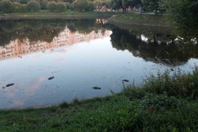 Петербуржцы пожаловались на массовую гибель уток в Яблоневом саду