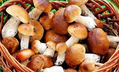 Тюменским любителям грибов напоминают об опасности