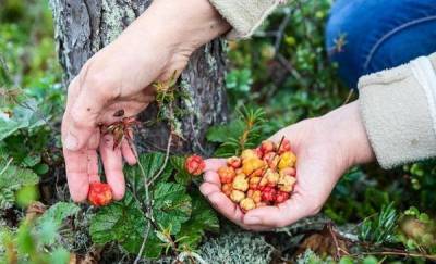 Тюменцам на заметку: какие ягоды и травы можно собирать на зиму