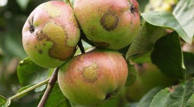 Как правильно поставить диагноз яблоням по урожаю: оцениваем и лечим