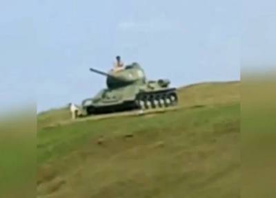 Два огромных свирепых алабая под Темрюком загнали посетителей музея на танк