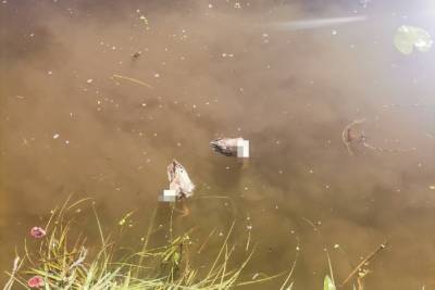 По берегу реки в Тверской области раскидали останки убитых уток