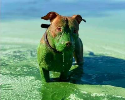 Что может быть зеленее бакса? Сеть шокировало фото собаки после купания в Днепре