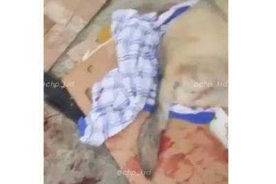 Соцсети: жители Сочи требуют правосудия в отношении мужчины, до смерти забившего собаку битой