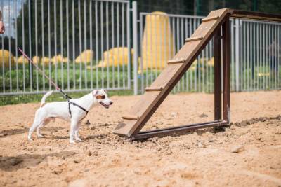 В Твери может появиться первая площадка для выгула собак