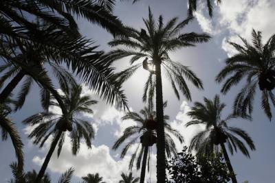 Трагедия в Тверии: пальма на набережной рухнула и задавила насмерть женщину