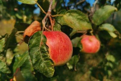 Туляков приглашают на яблочный праздник в музей-усадьбу Ясная Поляна