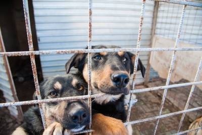 В Астрахани открылся новый питомник для бездомных собак