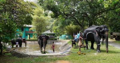 На Шри-Ланке запретят "вождение" слонов в пьяном виде