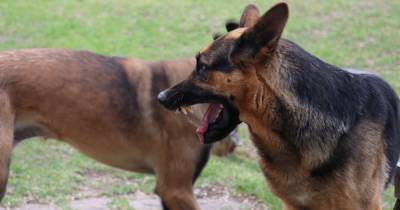 В Австралии расстреляли спасательных собак из-за пандемии COVID