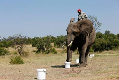 На Шри-Ланке запрещают «вождение» слонов в нетрезвом виде