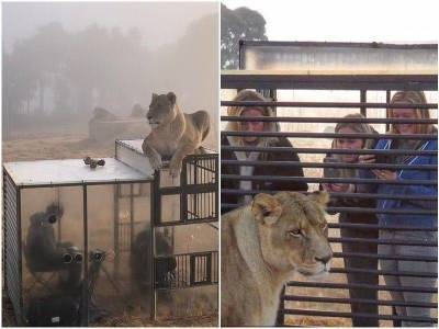 В львином заповеднике ЮАР появилась “клетка” для туристов