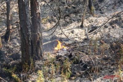 За сутки в РФ потушили лесные пожары на площади 130 га